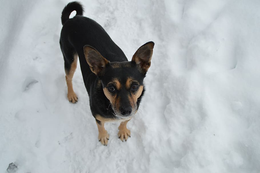 winter, dog, terrier, snow, pets, canine, domestic, domestic animals HD wallpaper