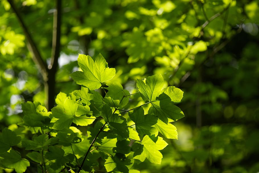 forest, leaves, leaf, nature, foliage, forests, sun, tree, branch HD wallpaper