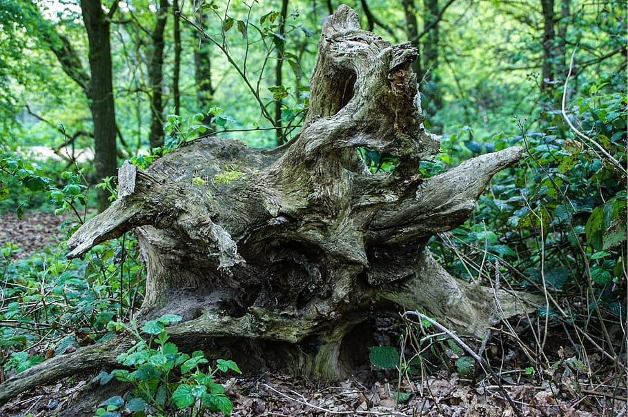 root, tree, nature, log, forest, moss, natural energy, wood HD wallpaper