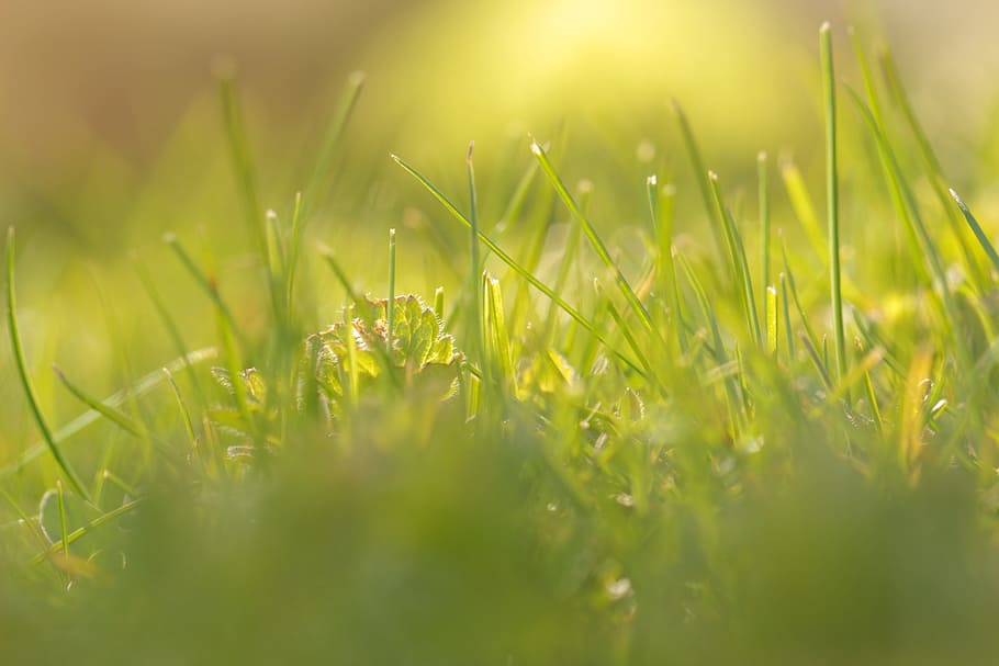 grass, summer, green, nature, sunny, meadow, green grass, close HD wallpaper