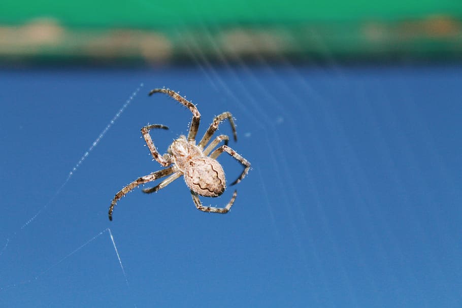 spider, insect, krupnyj plan, spider web, arachnid, one animal HD wallpaper