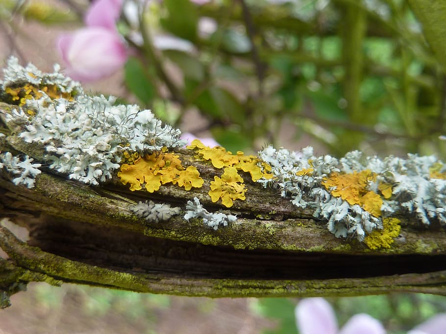 weave, moss, branch, bemoost, nature, plant, fouling, flower HD wallpaper