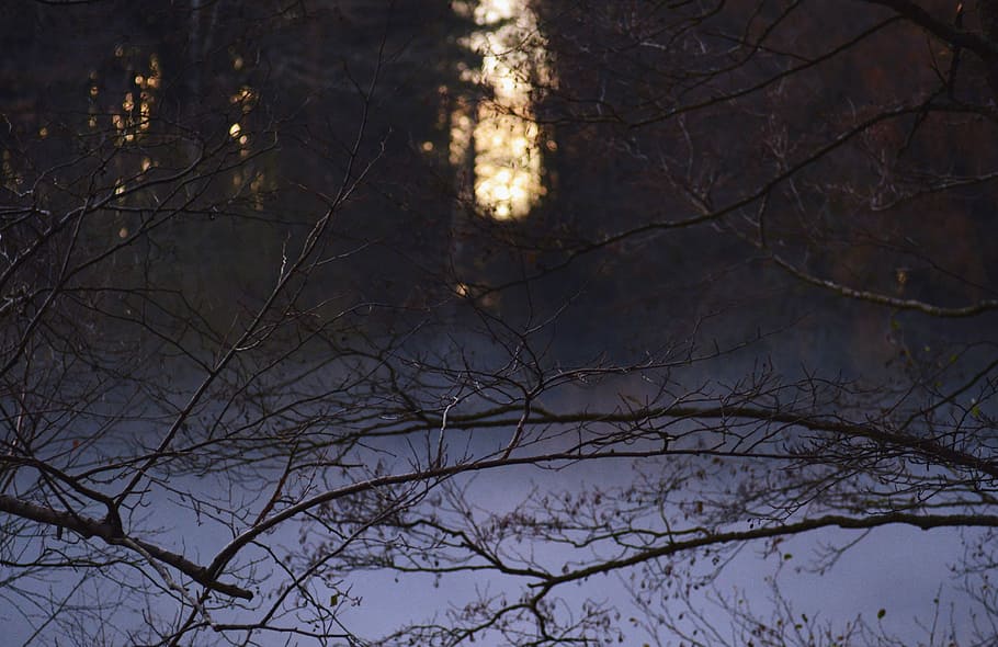 shallow focus photography of tree branches, withered tree, woodland HD wallpaper