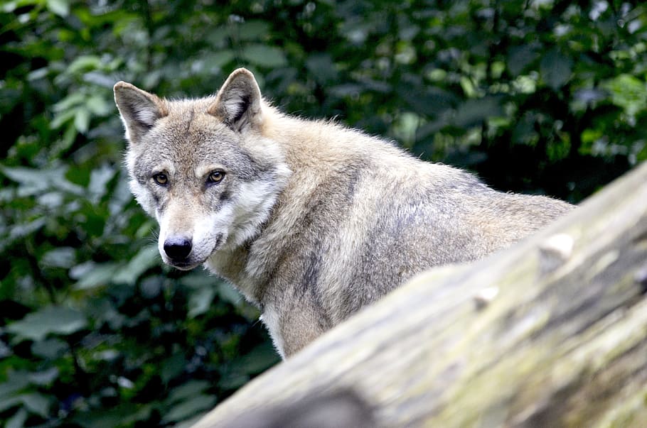 gray wolf surrounded by plants, canine, mammal, predator, canis lupus HD wallpaper