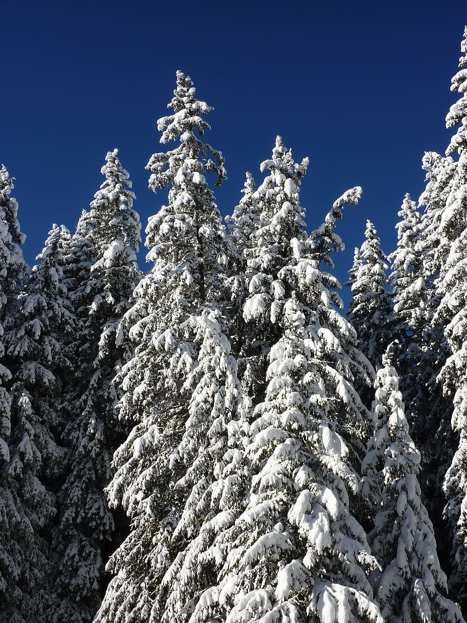 Firs, Nature, Forest, Snowy, Winter, winter magic, snow magic HD wallpaper