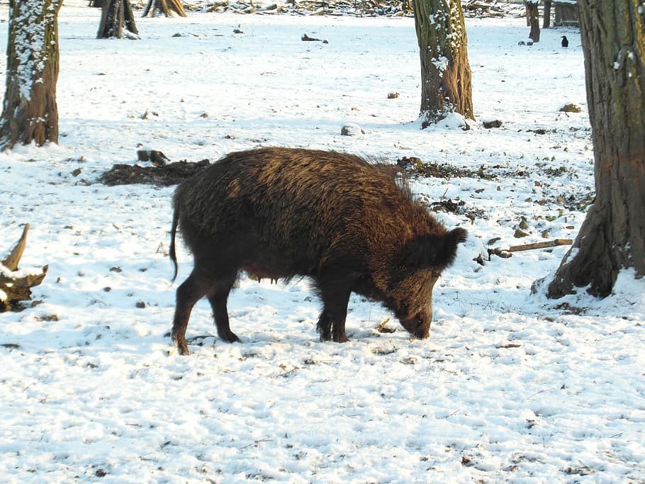 wild boar, winter, forest, wildlife park, forestry, hunting HD wallpaper