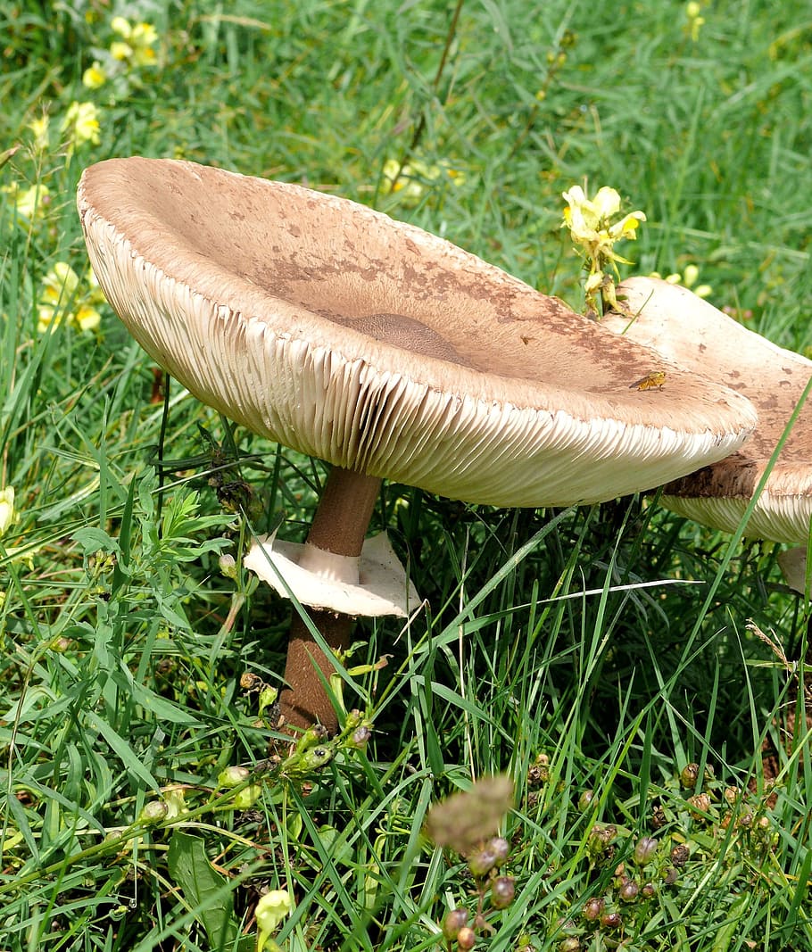 mushroom, agaric, beige, spring, green grass, meadow, fungus HD wallpaper