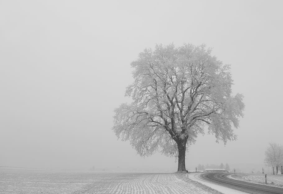 photo of bare tree near road, winter, individually, landscape HD wallpaper