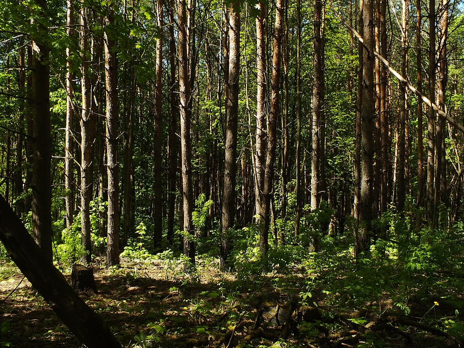 forest, green, grass, nature, outdoors, coniferous tree, pine HD wallpaper