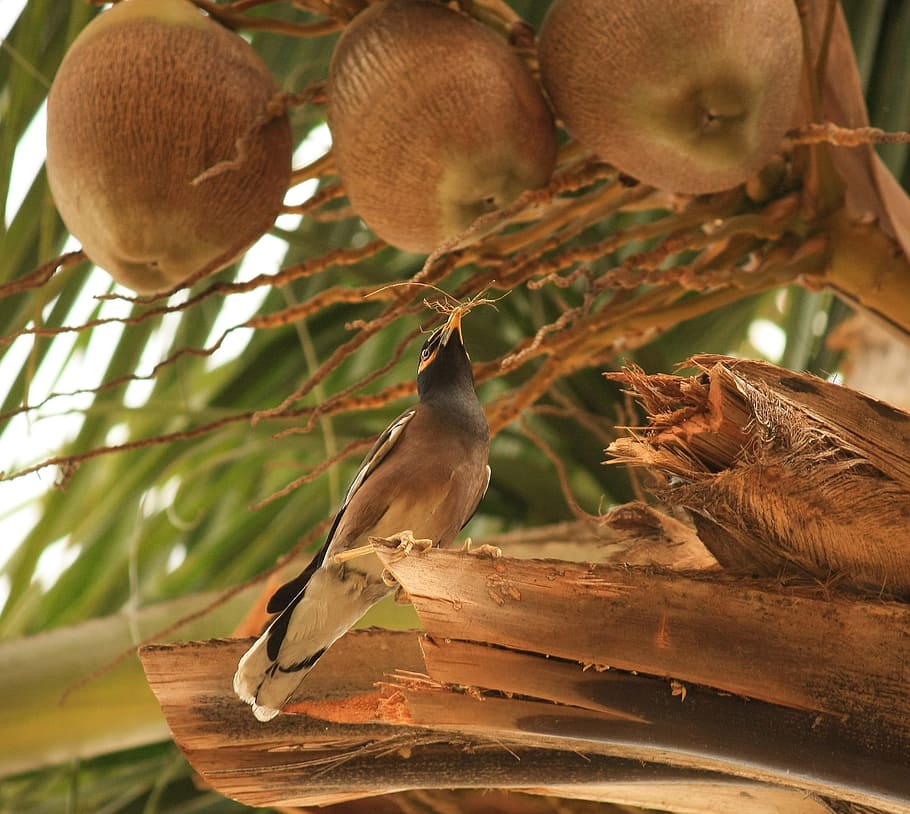 Coconuts, Tree, Dried, Mynah, common myna, bird, sturnus, nature HD wallpaper