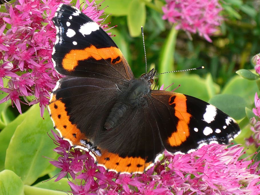 vanessa atalanta butterfly, insect, wing, summer, butterfly - insect HD wallpaper