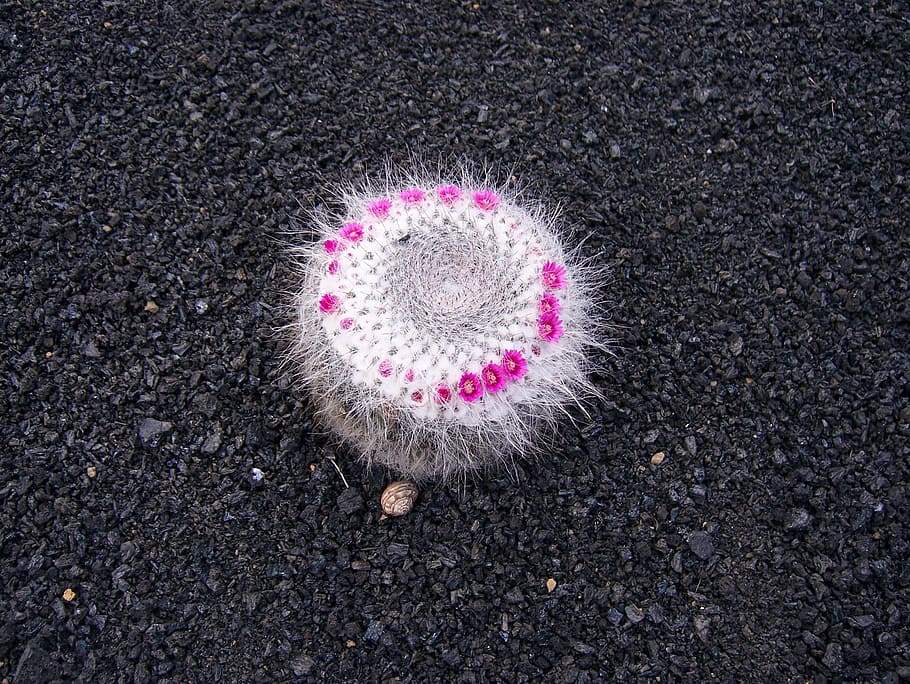 lanzarote, cactus, blossom, bloom, no people, road, high angle view HD wallpaper