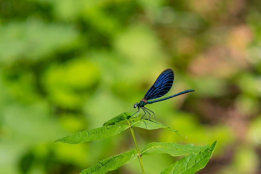 dragonfly, blue-winged demoiselle, flight insect, invertebrate, HD wallpaper