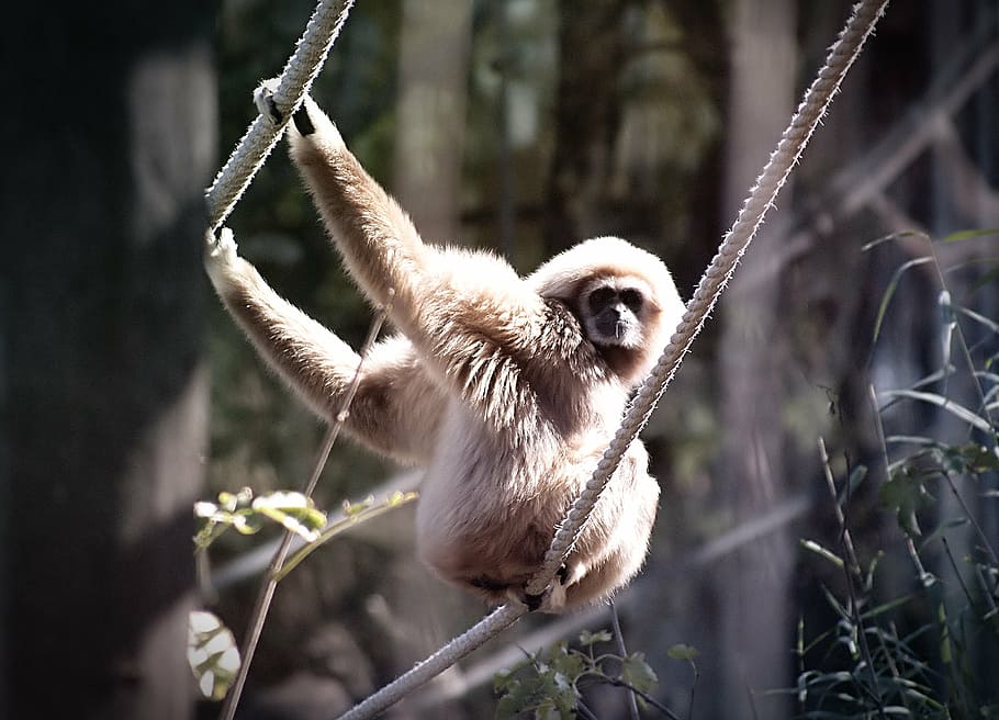 Gibbon Wallpapers  Top Free Gibbon Backgrounds  WallpaperAccess