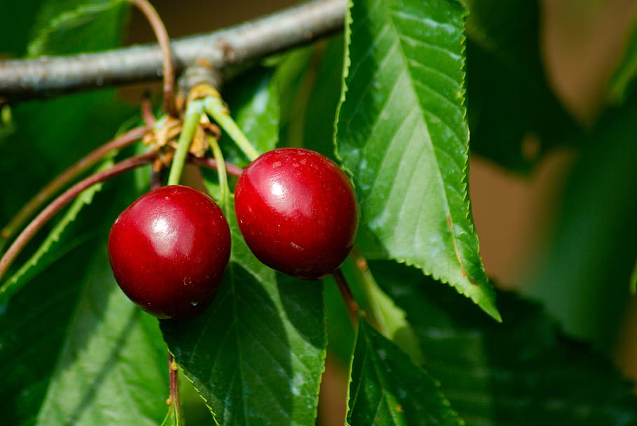 cherries, cherry, red fruits, leaf, nature, food, freshness HD wallpaper