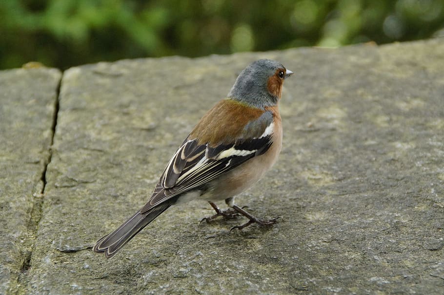 Chaffinch, Plumage, Drawing, Bird, cheeky, trustful, wall, songbird HD wallpaper