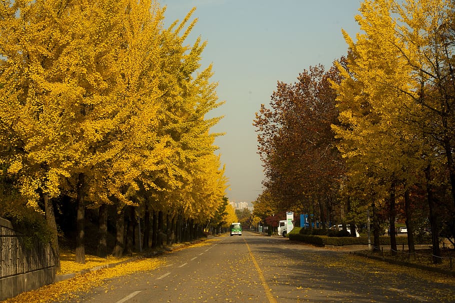Hanam, City, Landscape, hanam city, autumn, tree, road, yellow HD wallpaper