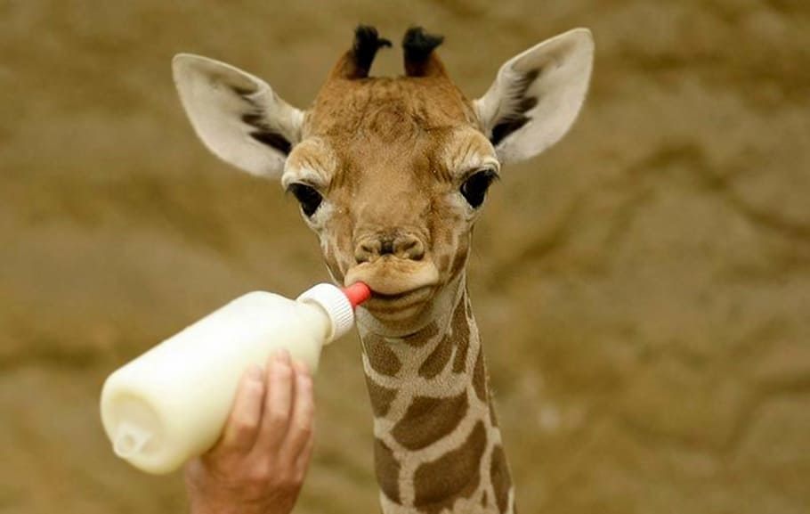 HD wallpaper: person feeding giraffe with feeding bottle, milk, nutrition,  baby animal | Wallpaper Flare