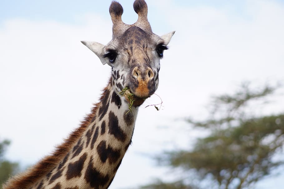 selective focus photography of giraffe, Eating, Neck, Head HD wallpaper