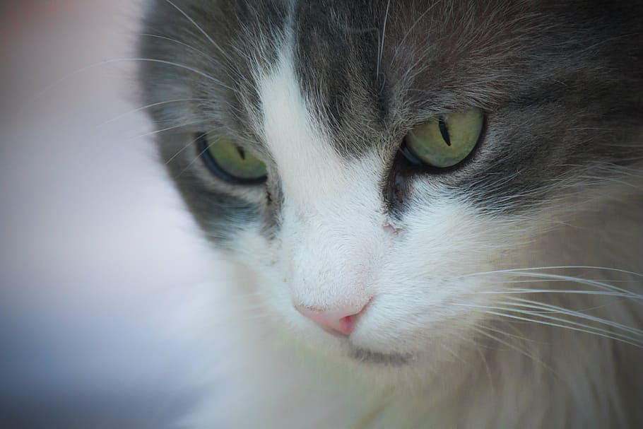 gray and white cat, face, feline, animals, mammals, pet, animal themes HD wallpaper