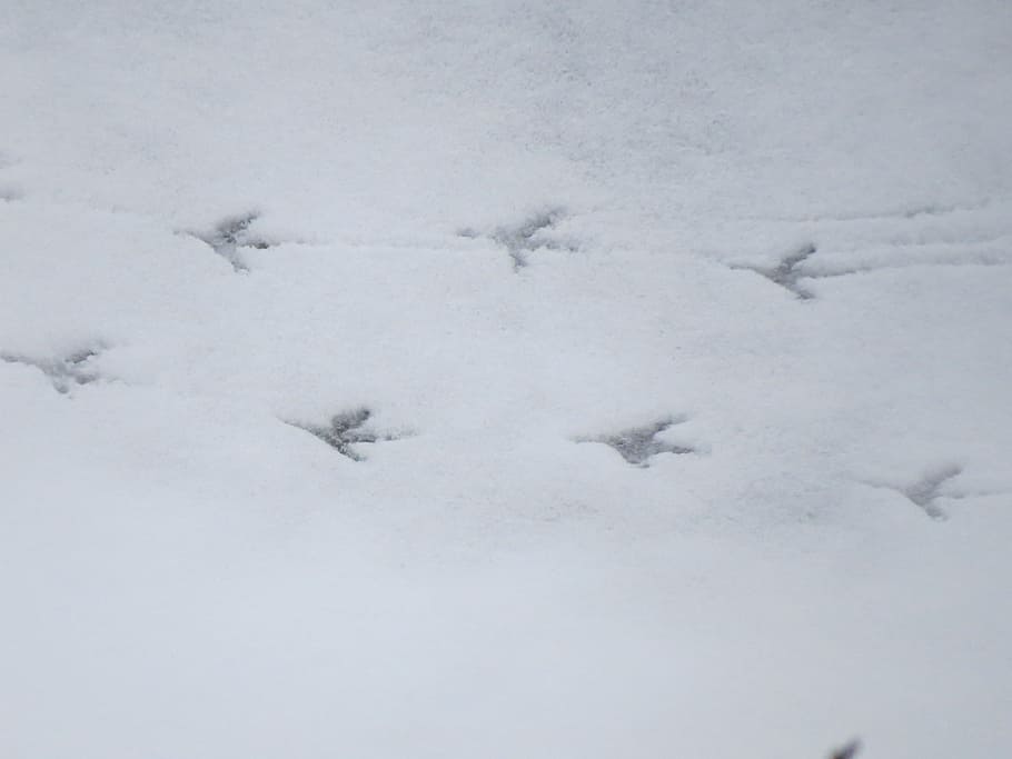 Snow, Traces, Footprints, White, Winter, cold, defrost, thawing HD wallpaper