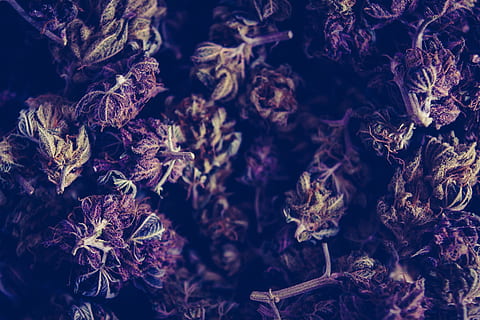 bunch of green and brown kush, macro photography of kush, close up HD wallpaper