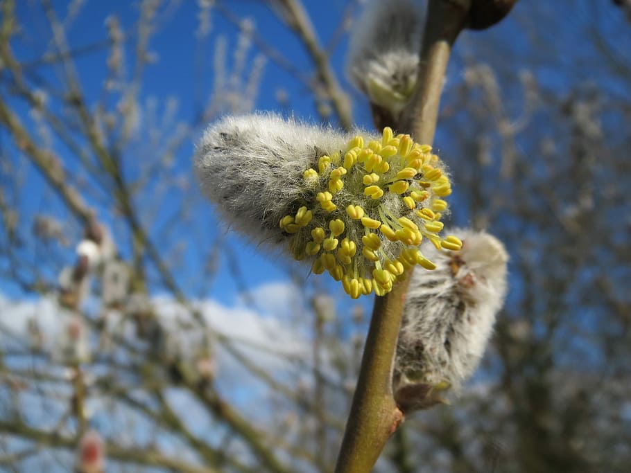 Salix Caprea, Goat Willow, Pussy Willow, great sallow, catkins