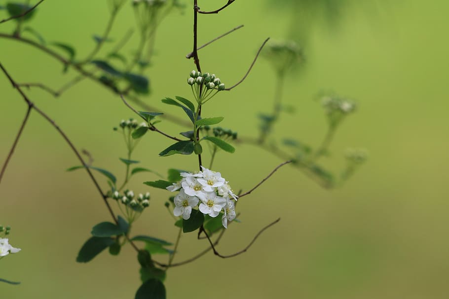 Meadowsweet 1080P, 2K, 4K, 5K HD wallpapers free download | Wallpaper Flare