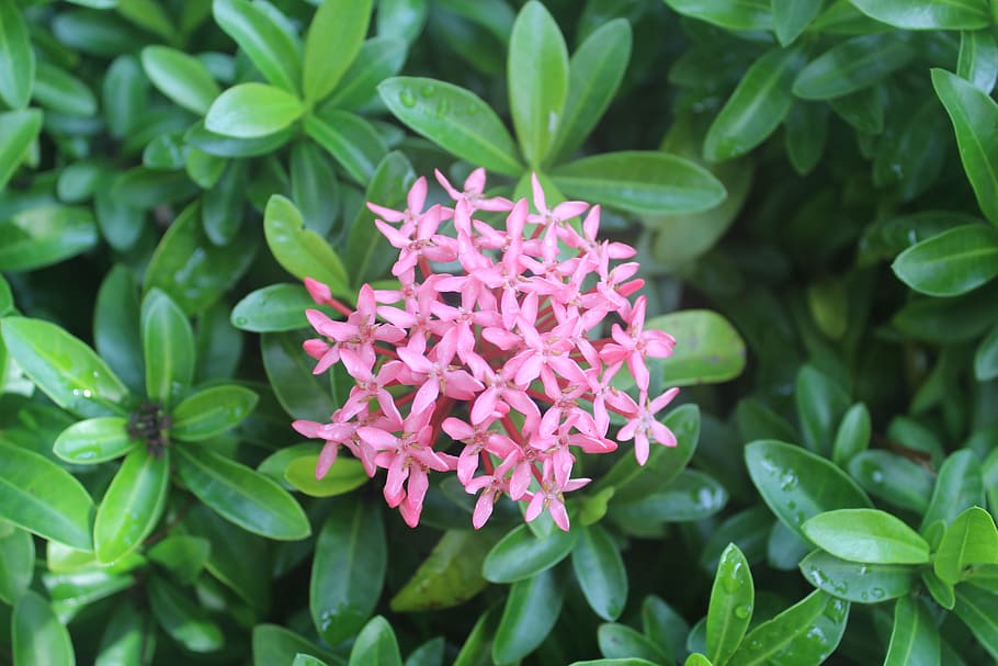 flower, small fresh, plant, growth, flowering plant, plant part HD wallpaper