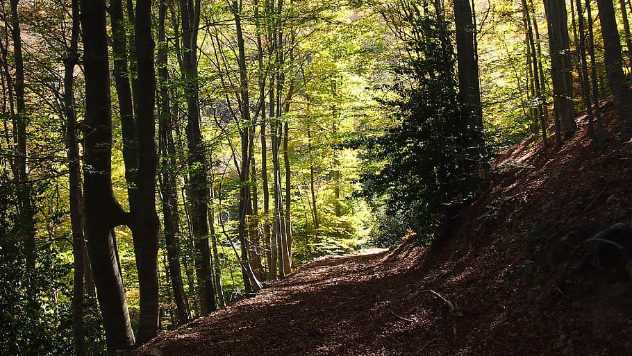 Forest, Landscape, Nature, mountain landscape, tree, montseny HD wallpaper
