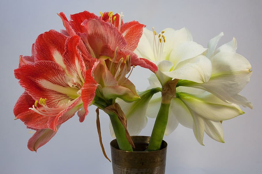close up photo of red and white amaryllis flowers, blossom HD wallpaper