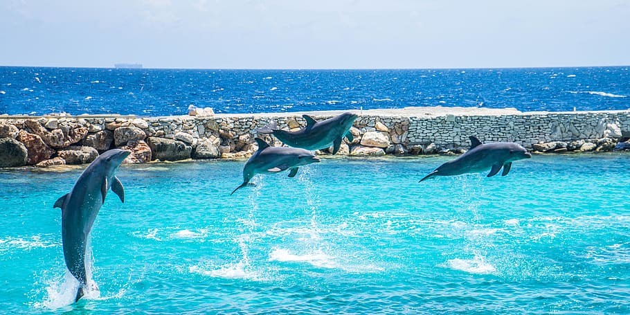 four gray dolphins jumping near dock, stunt, sea, marine, nature HD wallpaper