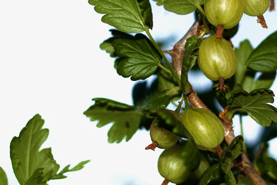 gooseberry, flash, spring, fruit, growing, plant, food and drink HD wallpaper