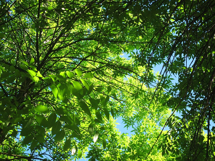 nature, tree, leaves, green, plant, growth, beauty in nature HD wallpaper