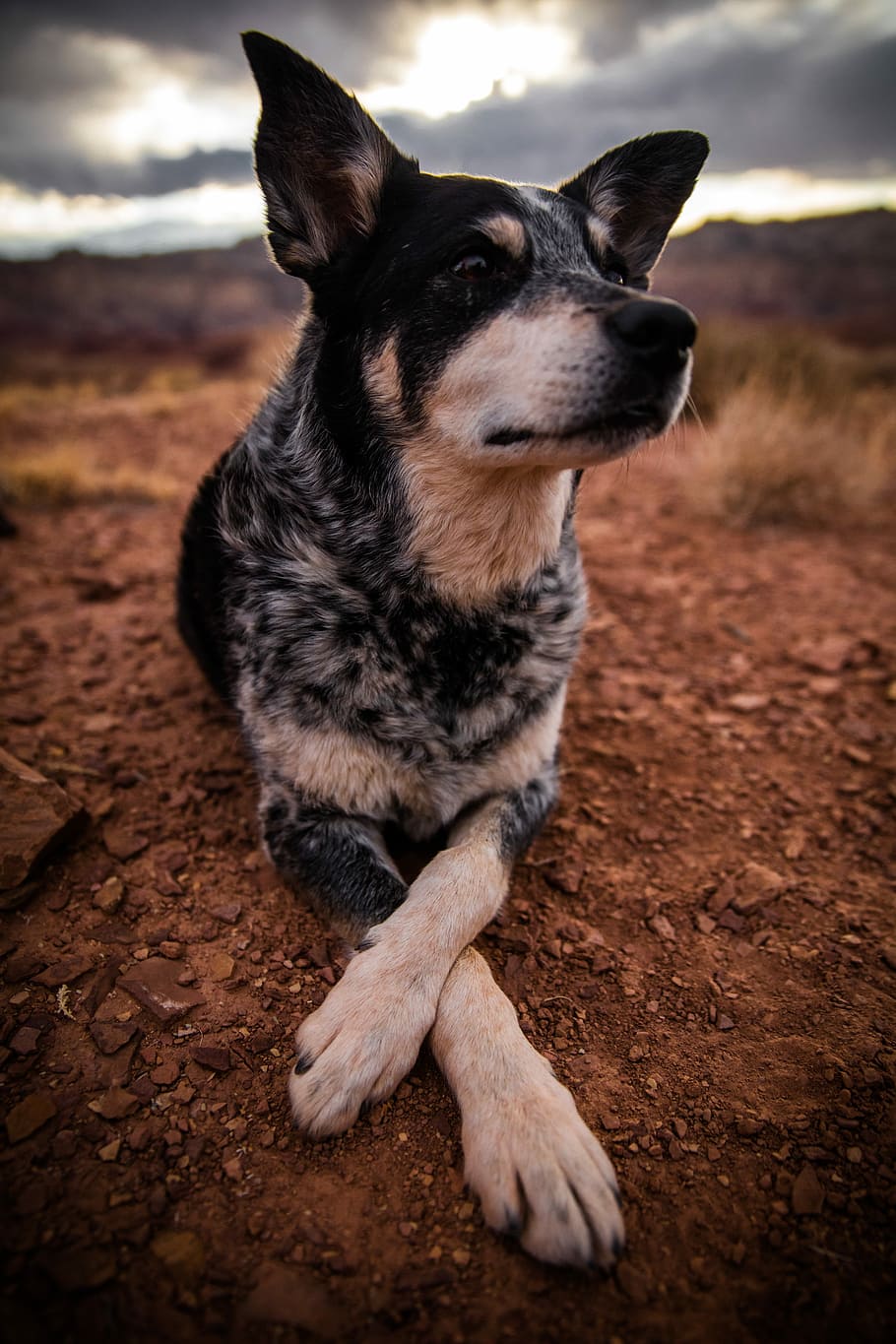 black and tan dog on brown soil, adult brown and white Australian cattle dog