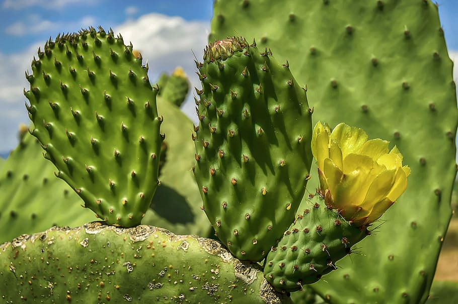 flower, yellow flower, prickly pear, flowering, petals yellow