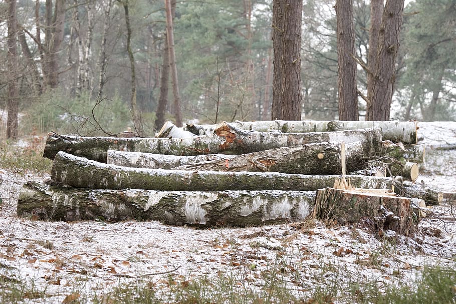 Trees, Nature, Forest, Landscape, outdoor, winter, one animal HD wallpaper