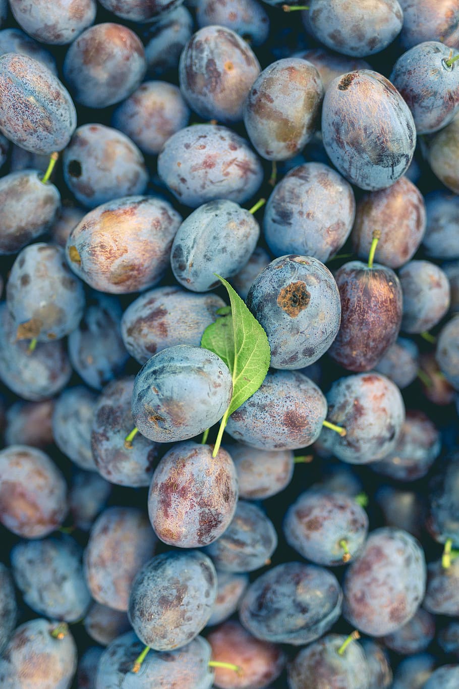 Blueberry fruits, closeup photo of round purple fruits, plum HD wallpaper
