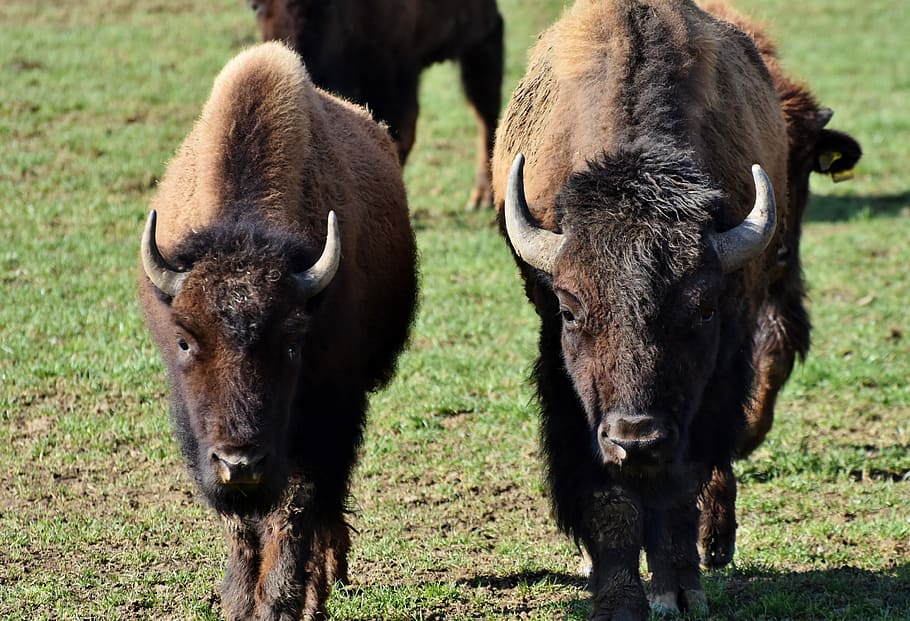 bison, buffalo, horns, american bison, wild, livestock, beef HD wallpaper