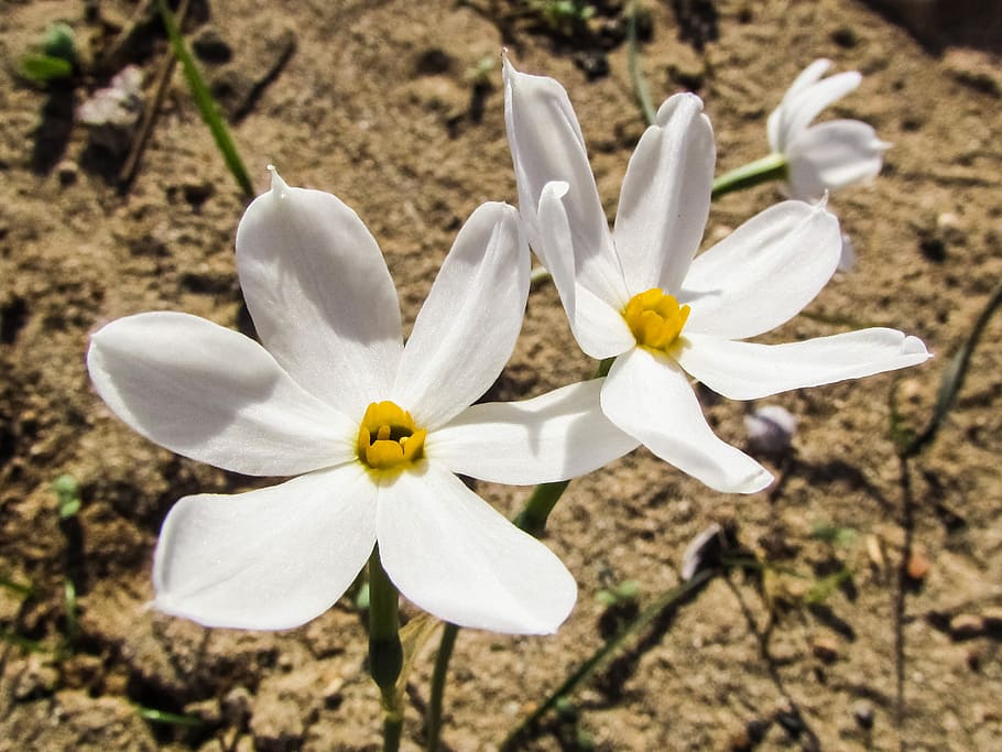lily, flower, white, blossom, petal, nature, flora, sand lily HD wallpaper