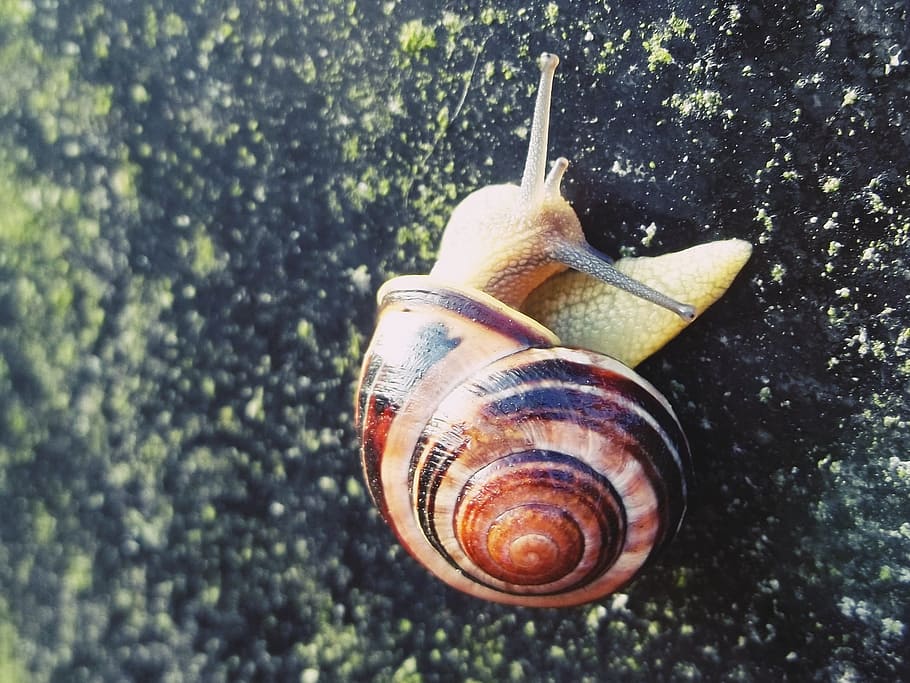 snail, shell, hide away, close, nature, snail shell, mollusk HD wallpaper