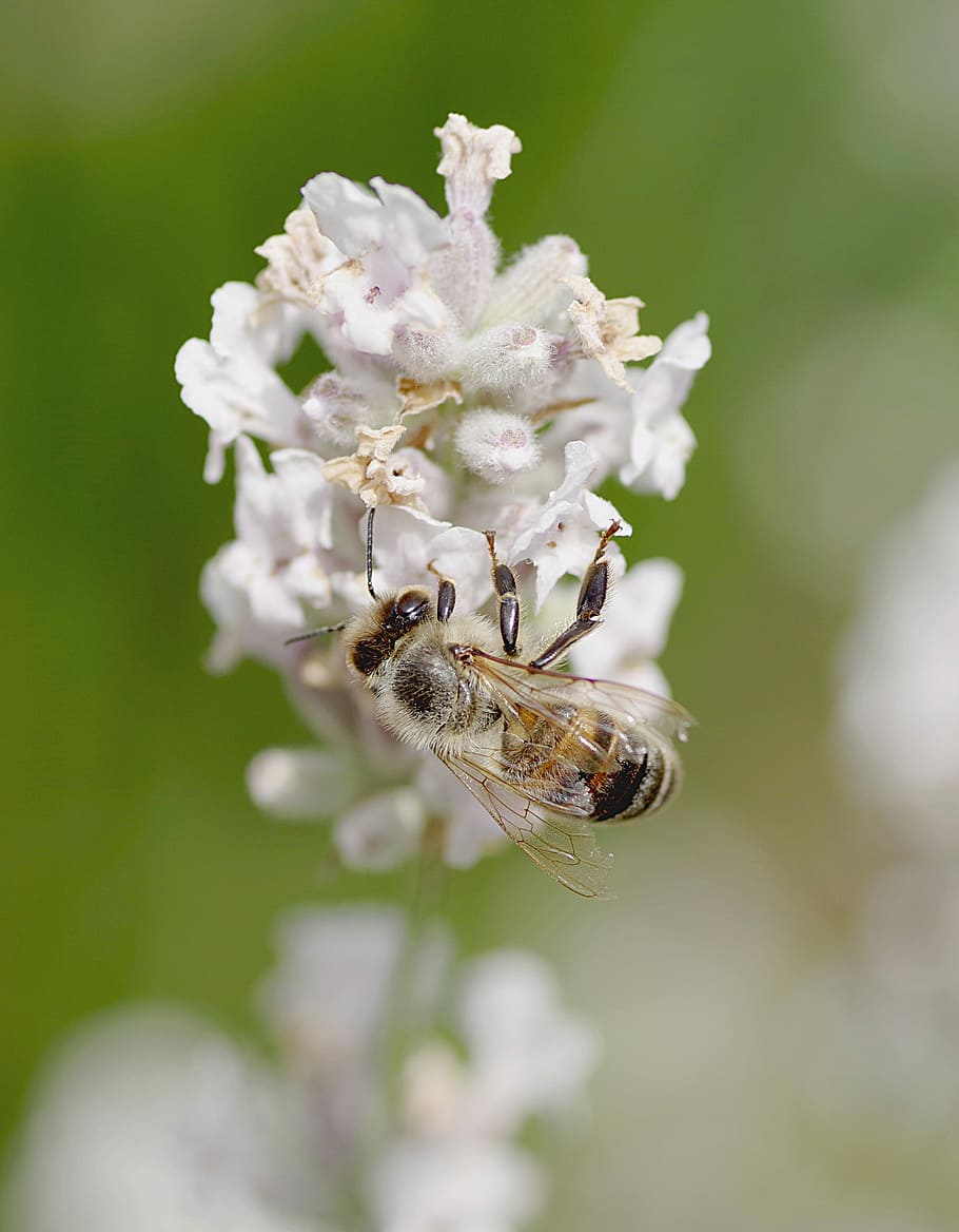 Bee, Insect, Pollinates, Nectar, Collect, honey, nature, macro HD wallpaper