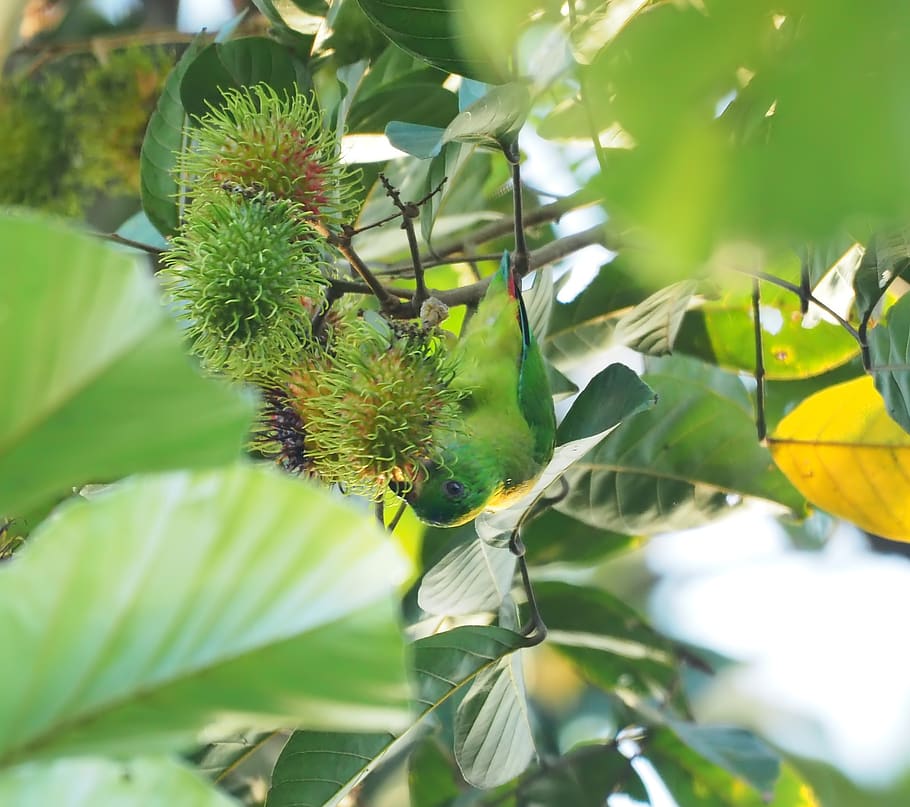 flora, nature, leaf, fruit, tree, food, flower, branch, outdoors HD wallpaper