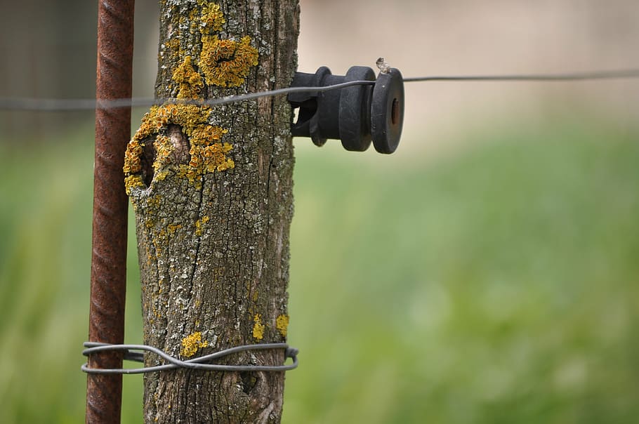 power cord, rustic, nature, focus on foreground, metal, plant HD wallpaper