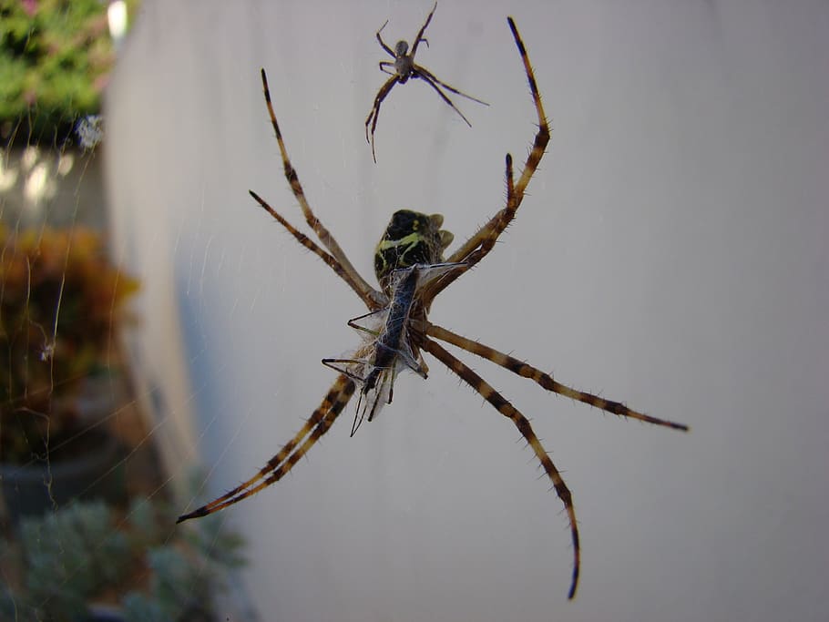 spider, arachnid, web, nature, insect, arachnophobia, invertebrate HD wallpaper