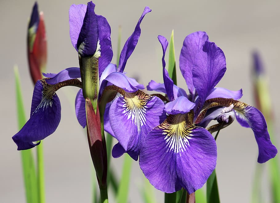 selective focus photo of purple iris flowers, garden, flora HD wallpaper