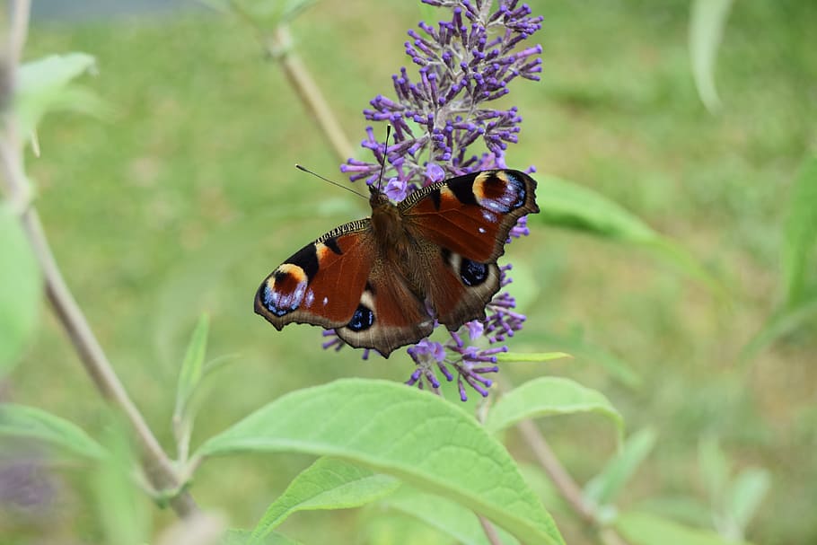 Animals, Butterfly, Buddleia, Insect, animal themes, one animal HD wallpaper