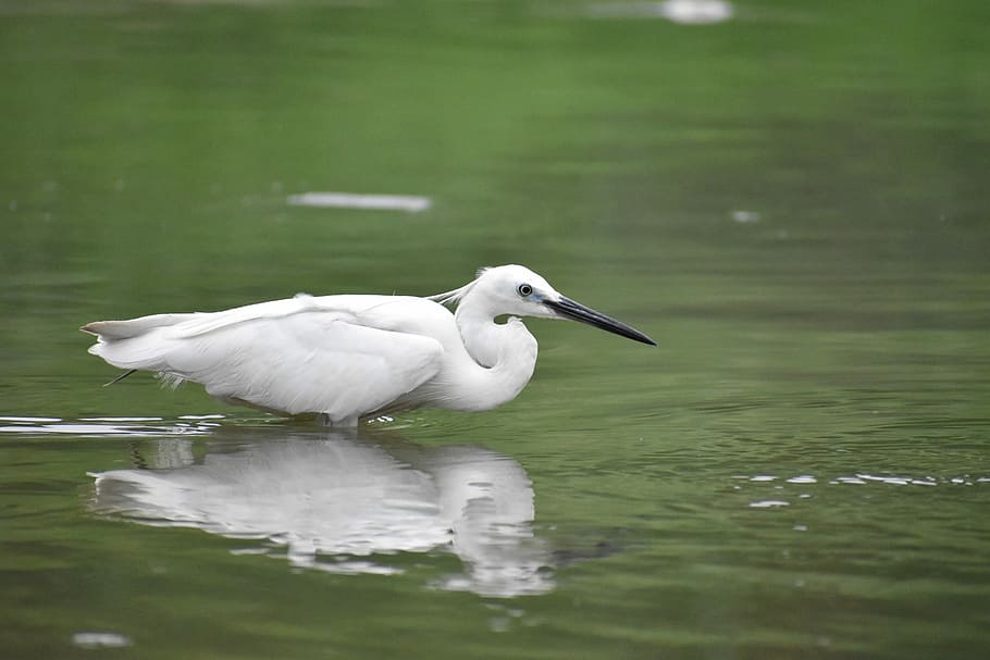 Siberian Crane, Reflection, White Bird, one animal, animals in the wild HD wallpaper
