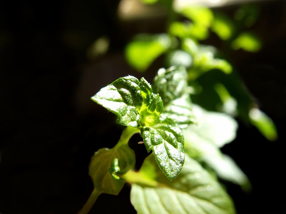plant, green, black, background, dark, leaves, leaf, small HD wallpaper