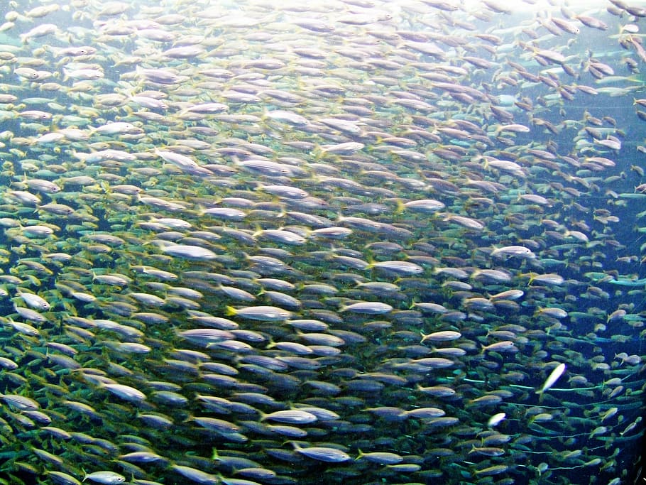 school of fish, sea, ocean, fish swarm, water, large group of animals, HD wallpaper
